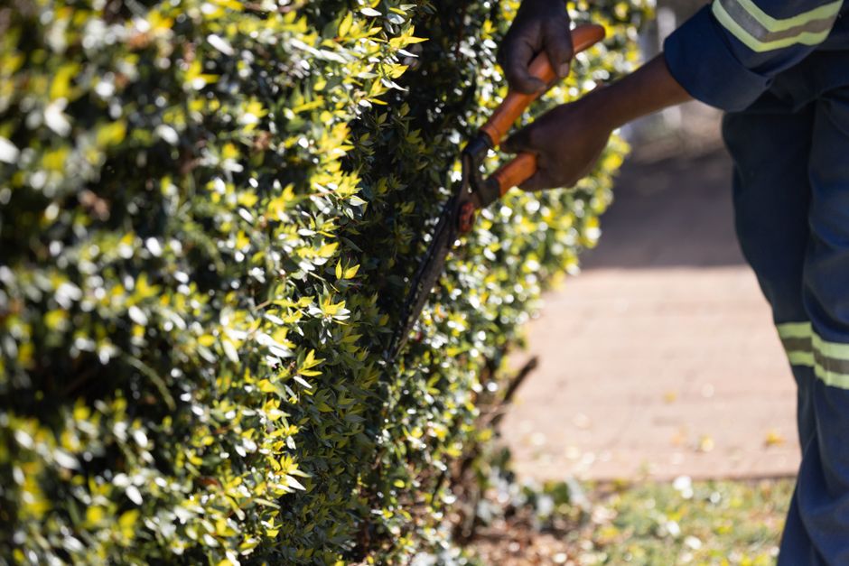 A gardener wearing a navy uniform with reflective yellow stripes is trimming a dense, well-maintained hedge using hedge shears with orange handles. The hedge consists of small, glossy green leaves and
