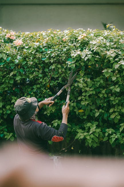 A gardener wearing a navy uniform with reflective yellow stripes is trimming a dense, well-maintained hedge using hedge shears with orange handles. The hedge consists of small, glossy green leaves and